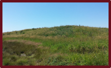 A revegetated slope